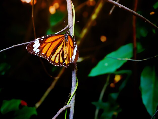 Foto close-up de uma flor polinizadora de borboleta