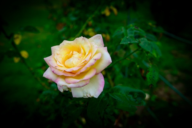 Close up de uma flor rosa amarela