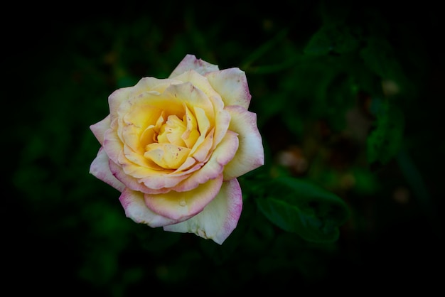 Close up de uma flor rosa amarela