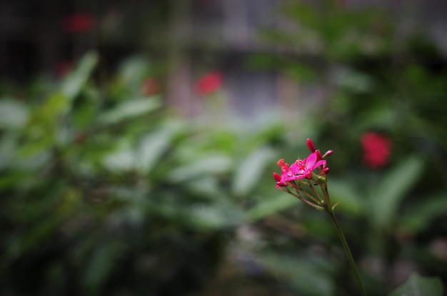 Close-up de uma flor rosa crescendo ao ar livre