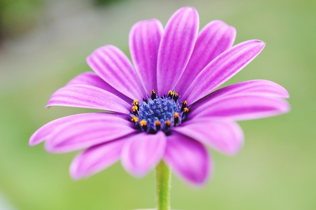 Close-up de uma flor rosa em floração