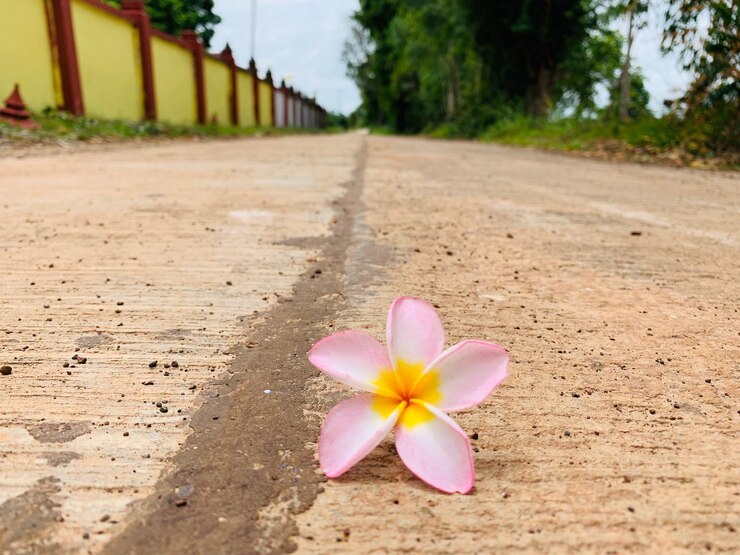 Foto close-up de uma flor rosa em uma calçada