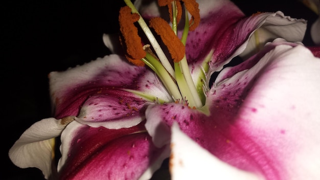 Close-up de uma flor rosa florescendo à noite