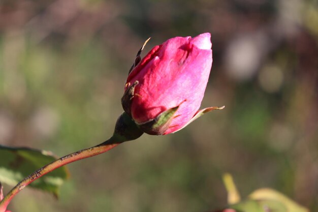 Foto close-up de uma flor rosa florescendo ao ar livre