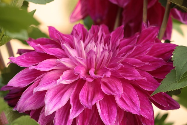 Close-up de uma flor rosa florescendo ao ar livre