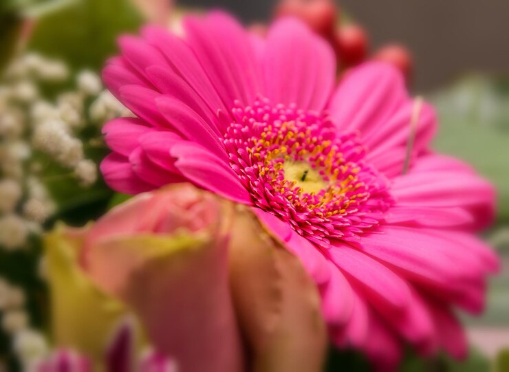 Foto close-up de uma flor rosa florescendo ao ar livre