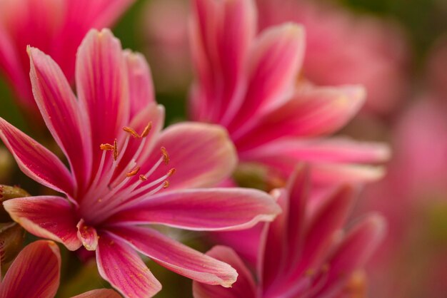 Close-up de uma flor rosa florescendo ao ar livre