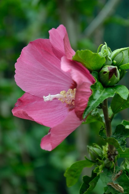 Foto close-up de uma flor rosa florescendo ao ar livre