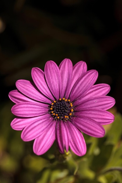 Foto close-up de uma flor rosa florescendo ao ar livre