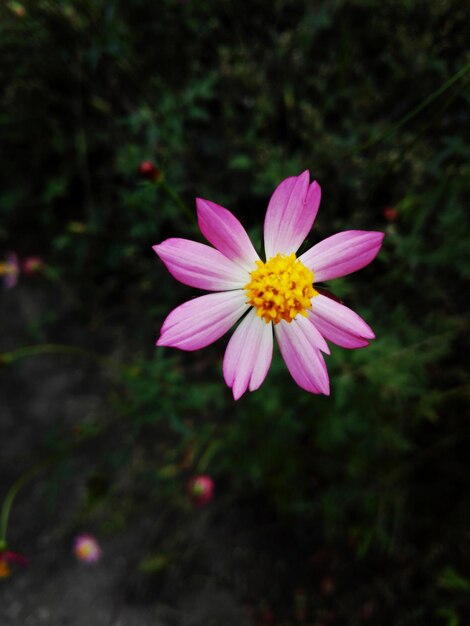 Foto close-up de uma flor rosa florescendo ao ar livre