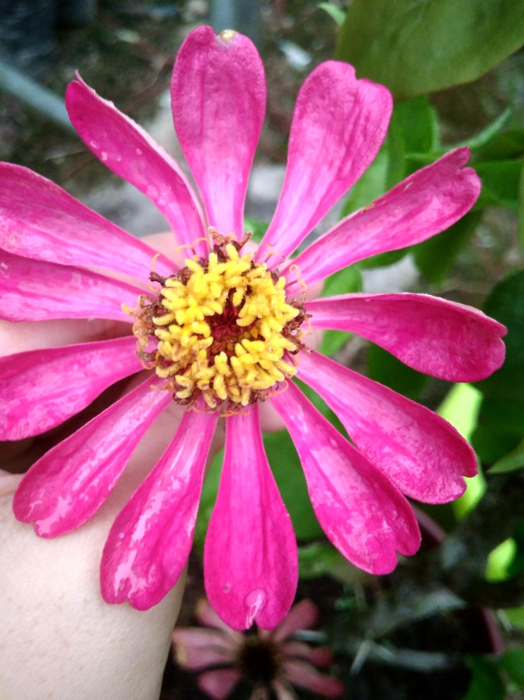 Foto close-up de uma flor rosa florescendo ao ar livre