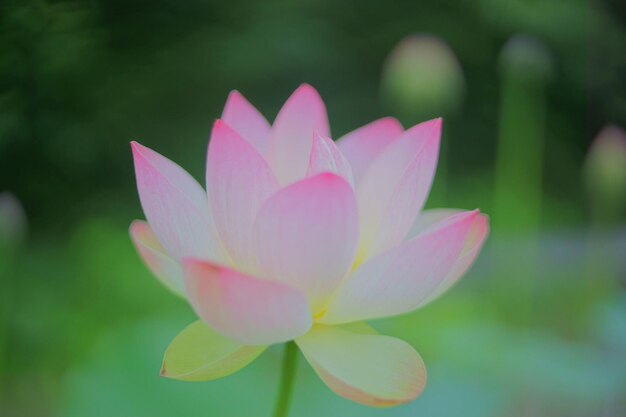 Foto close-up de uma flor rosa florescendo ao ar livre