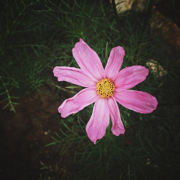 Close-up de uma flor rosa florescendo ao ar livre