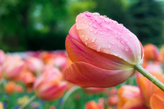 Foto close-up de uma flor rosa florescendo ao ar livre