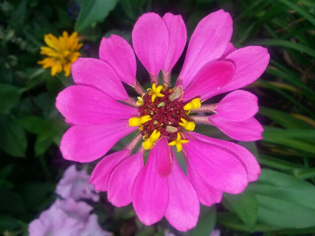 Foto close-up de uma flor rosa florescendo no parque