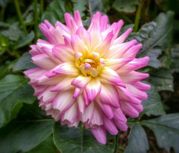 Foto close-up de uma flor rosa fresca florescendo no jardim