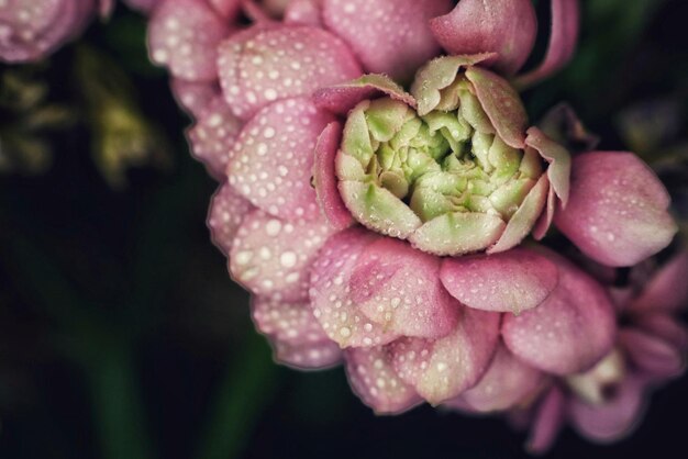 Foto close-up de uma flor rosa molhada