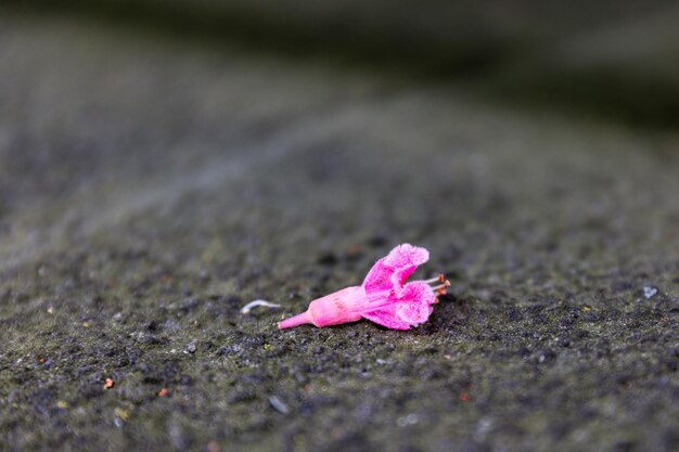 Foto close-up de uma flor rosa na estrada