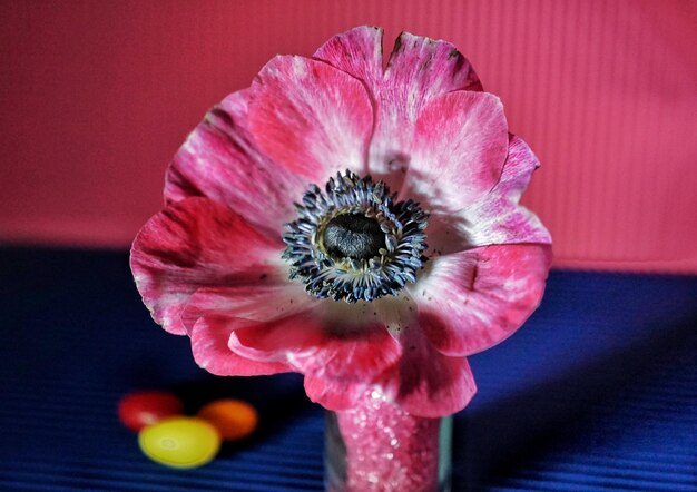 Foto close-up de uma flor rosa na mesa