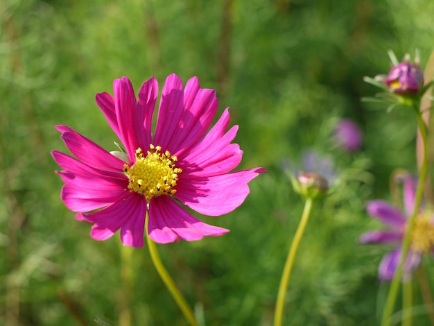 Close-up de uma flor rosa no campo