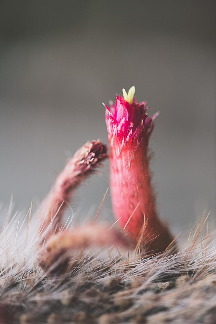 Foto close-up de uma flor rosa no campo