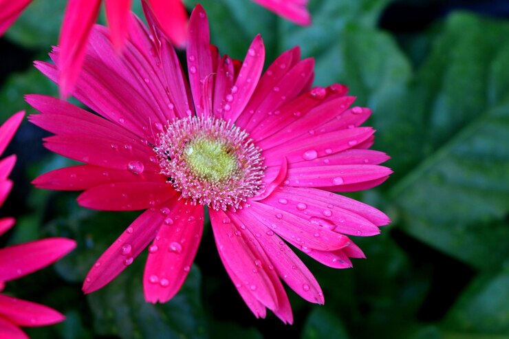 Foto close-up de uma flor rosa úmida florescendo ao ar livre