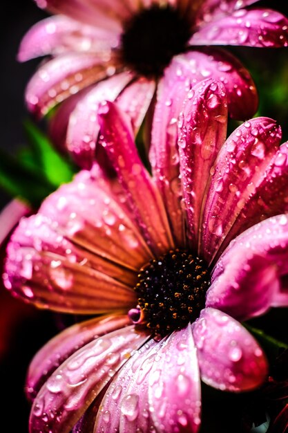 Foto close-up de uma flor rosa úmida florescendo ao ar livre