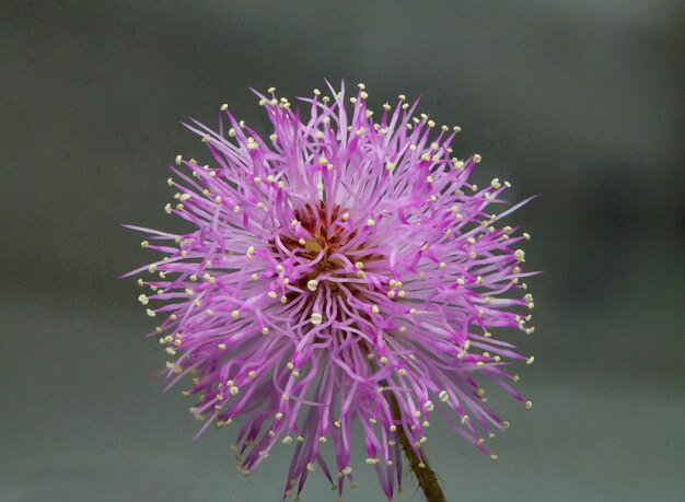 Foto close-up de uma flor rosa