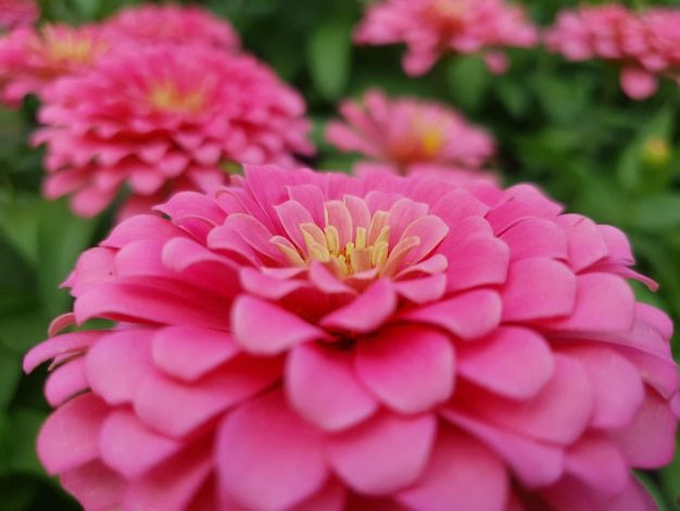 Foto close-up de uma flor rosa