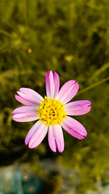 Foto close-up de uma flor rosa