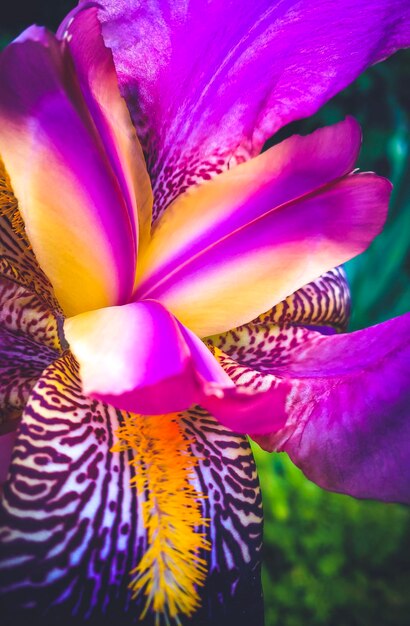 Foto close-up de uma flor rosa