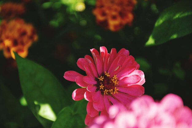 Close-up de uma flor rosa