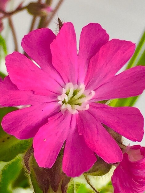 Foto close-up de uma flor rosa