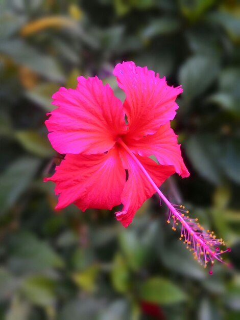 Foto close-up de uma flor rosa