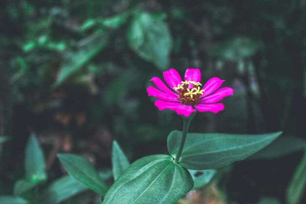 Foto close-up de uma flor rosa