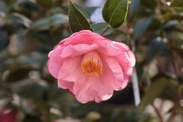 Foto close-up de uma flor rosa