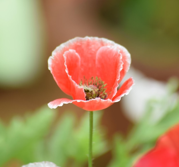 Foto close-up de uma flor rosa