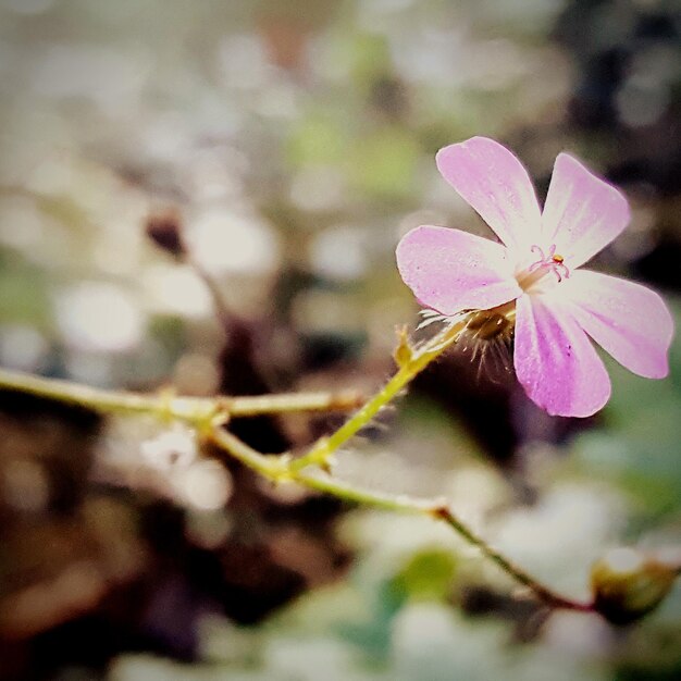 Foto close-up de uma flor rosa