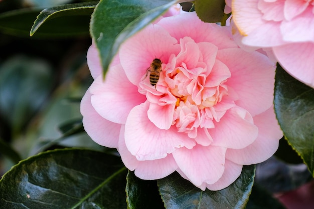 Foto close-up de uma flor rosa