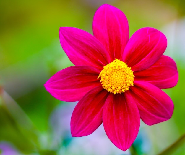 Foto close-up de uma flor rosa