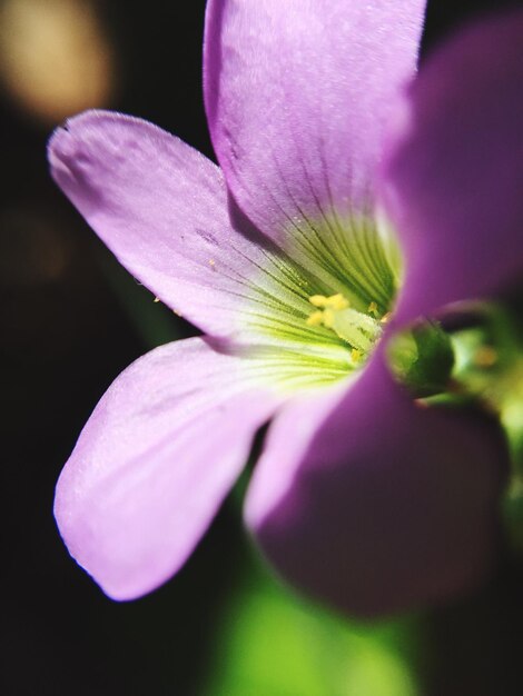 Foto close-up de uma flor rosa