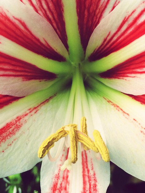 Foto close-up de uma flor rosa