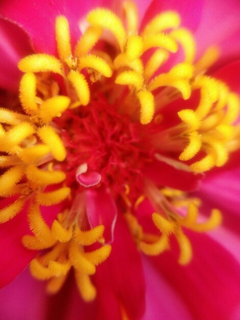 Foto close-up de uma flor rosa