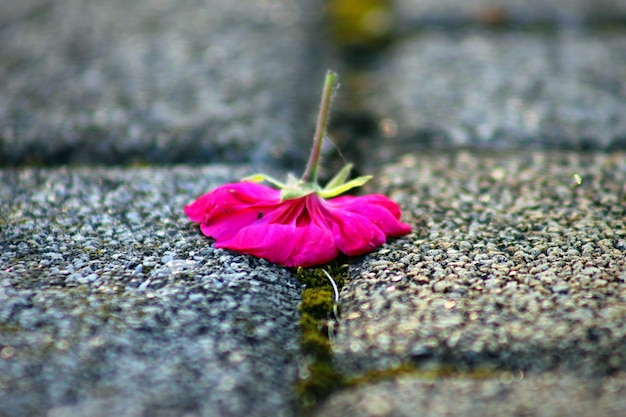 Foto close-up de uma flor rosa