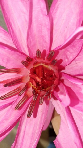 Foto close-up de uma flor rosa