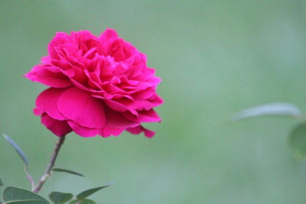 Foto close-up de uma flor rosa