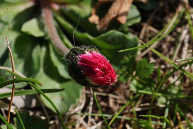 Foto close-up de uma flor rosa