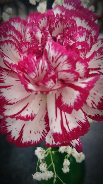 Foto close-up de uma flor rosa