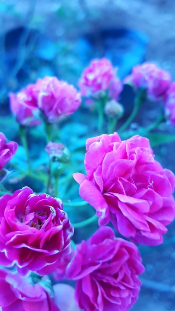 Foto close-up de uma flor rosa