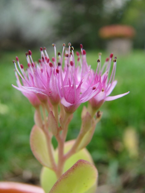 Foto close-up de uma flor rosa